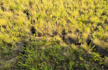 A branched crack in the ground with grass of different types 