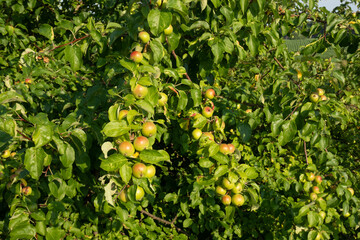 Two branches full of leaves and small apples on a foliage background