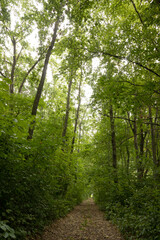 A path in the dense green forest with tall thin trees