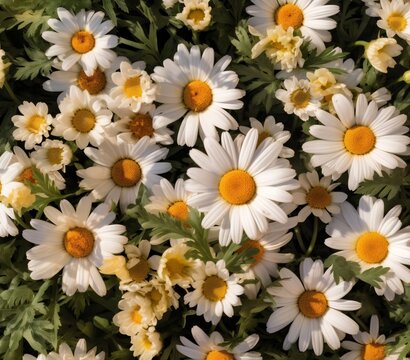 Generative AI : Beautiful background image of glade of bright blooming daisies Matricaria recutita on summer warm sunny day A lot of flowers of daisies top view