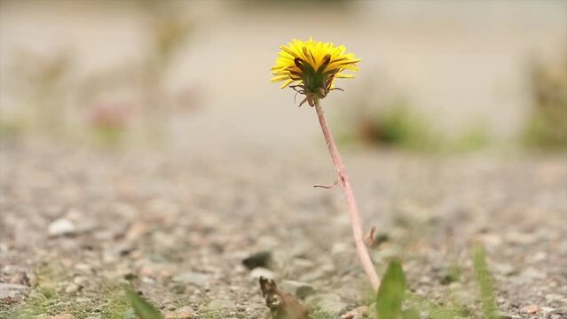 entire isolated lonely single wilting dandelion blowing in wind, gray blurred depth in background