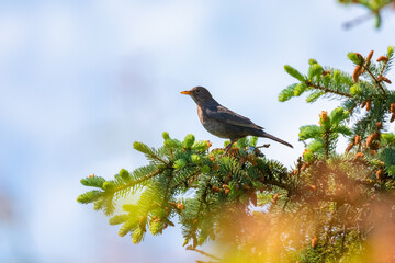 bird on a branch. Blue sky in the background
