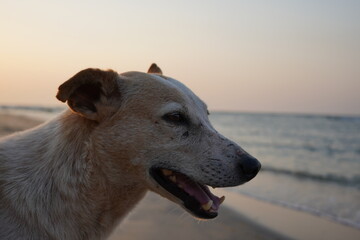 portrait of a happy dog