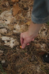 planting seeds in soil