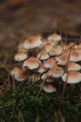 mushrooms in the forest