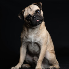 Obraz premium Perrito Pug