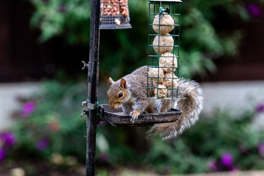 Grey squirrel on a bird feeder, Image shows a squirrel about to jump down with a mouth full of nuts