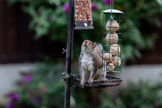 Grey squirrel on a bird feeder, Image shows a squirrel looking up at the nuts 