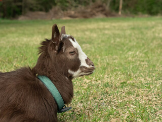 Fototapeta premium 牧場に放牧されている子ヤギ