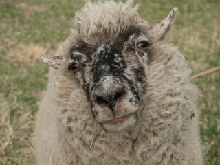牧場に放牧されている羊