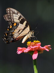 Yellow butterfly on pink flower