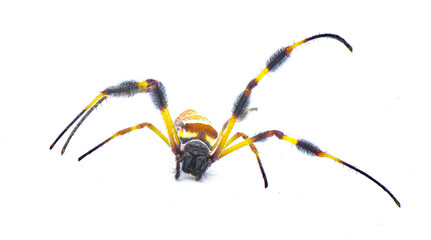 golden silk orb weaver or banana spider - Trichonephila clavipes - large adult female isolated on white background front view crawling towards camera