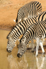 Plains Zebra drinking water at a waterhole, Pilanesberg National Park