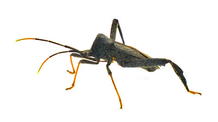Black and red Acanthocephala terminalis is a species of leaf footed bug in the family Coreidae - orange tipped antennae isolated on white background side profile view