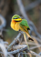Little Bee-eater, Pilanesberg National park, South Africa