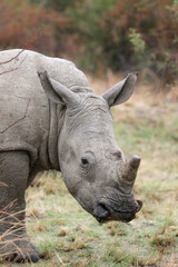 White Rhinoceros, Pilanesberg National Park