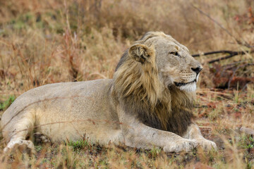 Male lion, Pilanesberg National Park