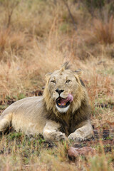 Male lion, Pilanesberg National Park