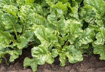 fresh saturated green leaves of sugar beet close-up