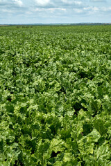 beet field close up, fresh green leaves and clouds