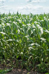 corn field fragment, long green leaves and cloudy sky