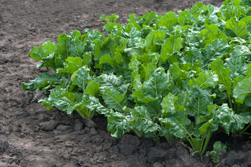 beet field close up, fresh green leaves and soil
