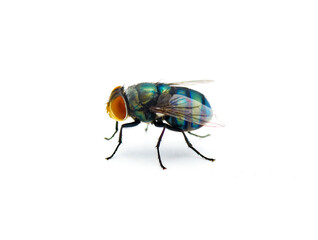 oriental latrine blue fly - Chrysomya megacephala - Calliphoridae sp. blowfly or bottle fly that...