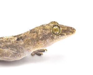 tropical, Afro American or cosmopolitan house gecko - Hemidactylus mabouia - a common parthenogenic lizard that has spread throughout the world.  Isolated on white background head and eye close up