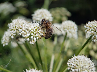 bee on a flower