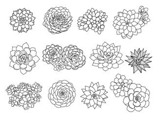 Succulents Element Bundle, Hand drawn Succulent Cactus Illustration, Line Art