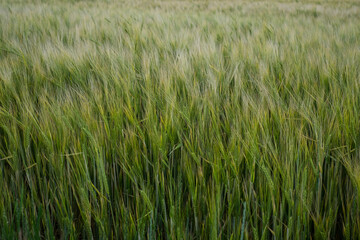 Grain price, wheat shortage and food crisis concept. Russian-Ukrainian grain deal.