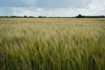 Grain price, wheat shortage and food crisis concept. Russian-Ukrainian grain deal.