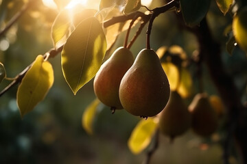 Pears growing on a tree in the garden, summer light. Generative AI