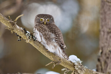 Eurasian pygmy owl (Glaucidium passerinum) in natural habitat