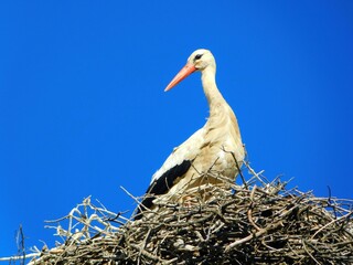 Majestic stork in the nest, white feathers, clear blue sky.
