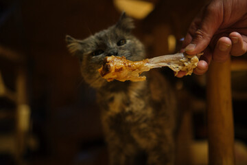 Kitty eats a bone with meat, which is given to her from the hand
