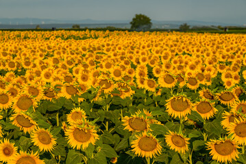 Obraz premium Sunflower field in the country