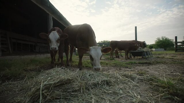 Cows Eat Hay From The Ground In Barnyard In Rural Texas