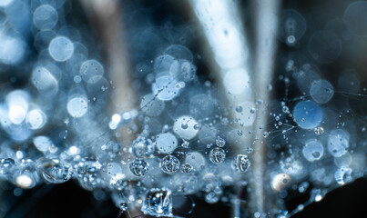 Macro photography of the small world of the cold water network