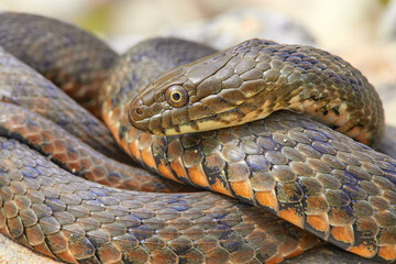 Dice snake (Natrix tessellata) in natural habitat