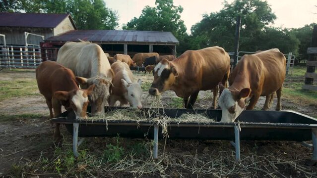 Large Cow Pushes Smaller Cows Out Of The Way At Food Trough, Texas USA
