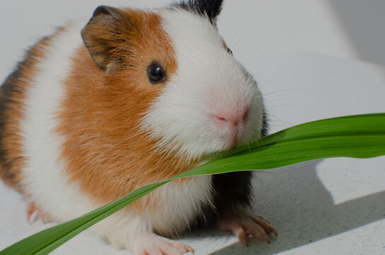Gnawing cuteness! Captivating image of a guinea pig, highlighting the necessary care and love for these adorable animals.