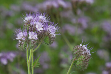phacelia flowers in the garden