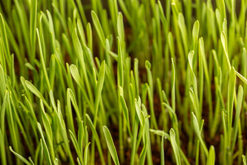 Fototapeta na wymiar Growing cat grass process at day 5. Using organic seed and soil. Great food for indoor or outdoor cat, dogs and other pets.