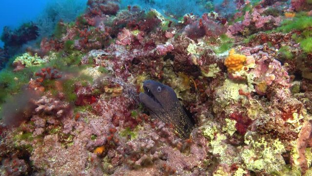 Underwater colourful scene with two moray eel at hte seabed