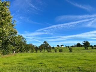 Lush green landscape, with old trees, and a hazy blue sky near, Gisburn, UK