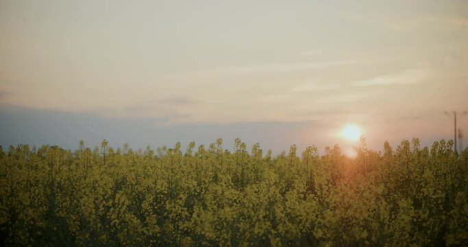 Crops In Field Against Sky At Sunset.