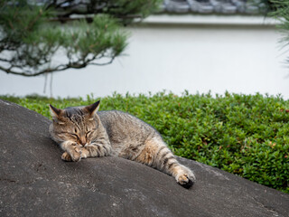 庭で昼寝をする猫