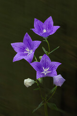 보랏빛 향기 가득한 도라지꽃