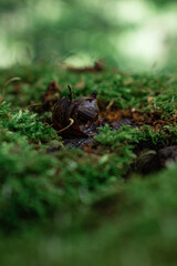 moss in the forest